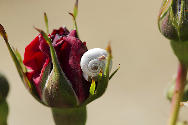 포토 JPG 해외이미지 동물 꽃 야생동물 자연 연체동물 사람없음 빨간색 장미 껍질 소라 작음 기어가기 민달팽이 해외202004 해외포토 식물 컬러 모션 어패류 무척추동물 크기 생태계 파일형식 달팽이_동물 이미지허브