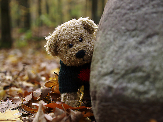 포토 JPG 해외이미지 어린이 곰 사람없음 장난감 숲 마스코트 해외202004 해외포토 동물 포유류 사람 파일형식 이미지허브