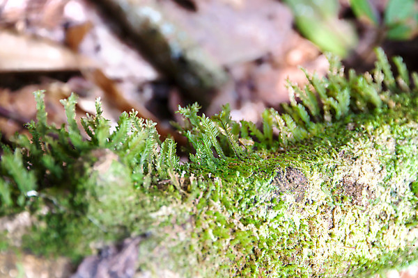 포토 JPG 해외이미지 나무 식물 백그라운드 잎 패턴 태국 자연 추상 새로움 이끼 사람없음 장식 초록색 여름 빛 태양 환경 스크린 정원 봄 젖음 성장 은색 숲 이슬 질감 내추럴 고립 양치류 이국적 해외202004 해외포토 자연요소 계절 아시아 컬러 컨셉 무늬 생태계 파일형식 이미지허브