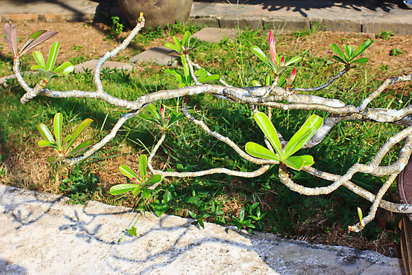 포토 JPG 해외이미지 식물 꽃잎 꽃 아시아 꽃다발 백그라운드 잎 꽃무늬 태국 자연 휴식 건강 동양인 사람없음 장식 초록색 노란색 스파 봄 벚꽃 흰색 신선 최고 오픈 닫기 향수 향기 향 아로마테라피 목련 악취 내추럴 고립 해외202004 해외포토 계절 나라 컬러 컨셉 무늬 모션 인종 화장품 생태계 냄새 테라피 파일형식 이미지허브