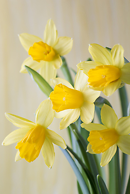 포토 JPG 해외이미지 꽃잎 꽃 꽃무늬 자연 부활절 사람없음 노란색 봄 성장 벚꽃 수선화 해외202004 해외포토 식물 계절 기념일 컬러 무늬 생태계 파일형식 이미지허브