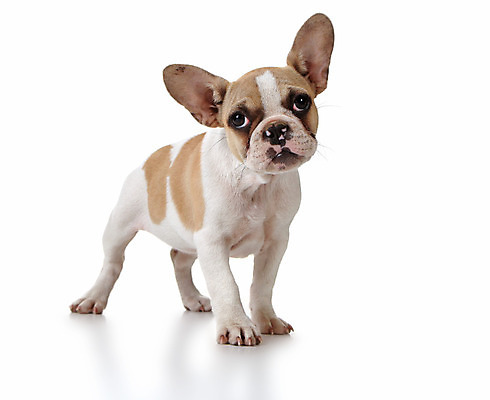 포토 JPG 해외이미지 동물 영어 포유류 사람없음 반려동물 가축 흰색 관찰 주름 유머 개 달콤 강아지 작음 자르기 스마트 호기심 황소 불독 송곳니 프랑스어 고립 기르기 복종 유래 해외202004 해외포토 문자 감정 컬러 컨셉 모션 소 맛 치아 크기 돌봄 파일형식 이미지허브