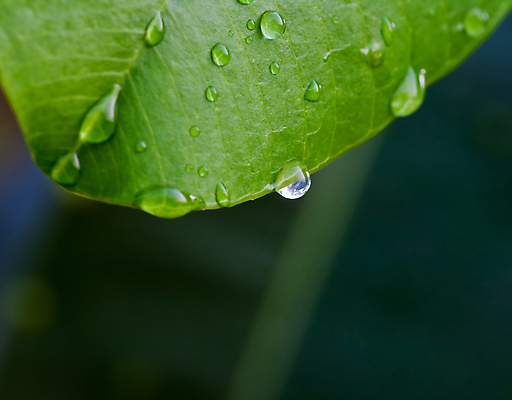 포토 JPG 해외이미지 식물 꽃잎 꽃 호수 줄기 분홍색 잎 연꽃 풍경 사람없음 초록색 물 정원 중국 고요 벚꽃 물방울 연못 개울 백합 관목 질감 생물학 향기 신성 거인 내추럴 패드 떠남 이국적 해외202004 해외포토 자연요소 나무 교육 아시아 컬러 모션 강 냄새 파일형식 이미지허브