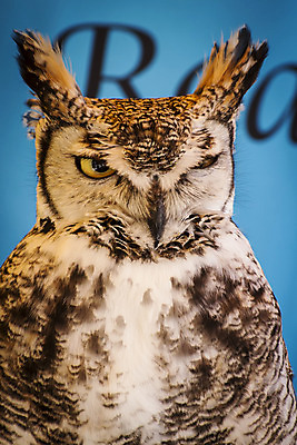 포토 JPG 해외이미지 동물 1 응시 얼굴 야생동물 백그라운드 자연 조류 사람없음 야외 가로 햇빛 갈색 머리 흰색 관찰 유령 야간 먹이 깃털 정사각형 부리 독수리 육식동물 부엉이 사냥꾼 멸종 노려봄 외양간 나쁜 경보 고립 테마 해외202004 해외포토 자연요소 도형 직업 시선 컬러 모션 표정 신체부위 태양 생태계 파일형식 이미지허브