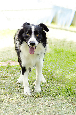 포토 JPG 해외이미지 동물 영어 응시 공원 행복 장난 가이드 포유류 털 흑백 건강 서기 앉기 잔디 사람없음 야외 반려동물 믿음 정원 검은색 가축 우정 활발 코트 흰색 표현 양 작업 구출 양치기 개 보호자 보더콜리 송곳니 경보 기르기 동반자 복종 신앙심 유래 지능 직진 충실 탐지 스코틀랜드 해외202004 해외포토 식물 직업 문자 시선 공공시설 감정 컬러 컨셉 모션 영국 촬영기법 친구 외투 도움 치아 콜리 돌봄 파일형식 이미지허브