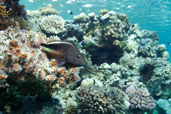 포토 JPG 해외이미지 모래 바다 분홍색 여행 백그라운드 자연 휴가 바닥 이집트 사람없음 야외 장식 빨간색 물 파란색 컬러풀 햇빛 수중 탐험 성장 흰색 그룹 스노클링 산호 매끈함 다이빙 암초 내추럴 깊이 이국적 많음 해외202004 해외포토 자연요소 컬러 컨셉 아프리카 태양 수영 수상스포츠 감각 자포동물 생태계 수중스포츠 파일형식 이미지허브