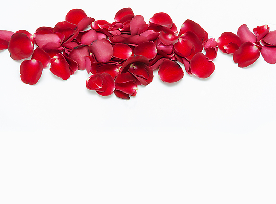 포토 JPG 해외이미지 식물 디자인 배너 기념일 꽃잎 꽃 결혼 백그라운드 컨셉 꽃무늬 자연 휴가 발렌타인데이 선물 사랑 사람없음 장식 빨간색 장미 축하 인사 신선 신용카드 생일 오브젝트 싱글 질감 내추럴 고립 해외202004 해외포토 감정 컬러 무늬 데이이벤트 이벤트 금융 예절 생태계 파일형식 이미지허브