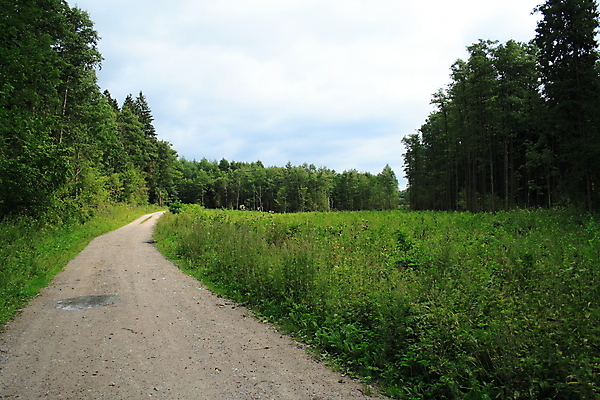포토 JPG 해외이미지 나무 구름 계절 꽃 도로 백그라운드 하늘 날씨 풍경 사람없음 야외 초록색 여름 파란색 평화 환경 맑음 봄 성장 시골 분위기 땅 천국 폴란드 땅바닥 해외202004 해외포토 자연요소 식물 유럽 길 컬러 컨셉 교통시설 바닥 파일형식 이미지허브