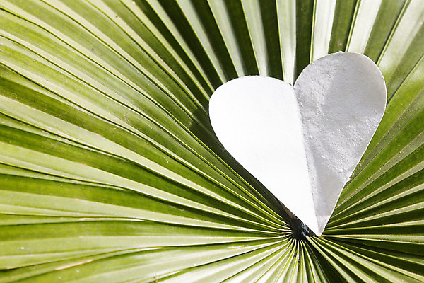 포토 JPG 해외이미지 모양 식물 계절 행복 잎 밭 자연 벽지 휴가 발렌타인데이 건강 그림자 사랑 풍경 사람없음 야외 장식 초록색 여름 빛 컬러풀 농장 평화 정원 화목 활발 흰색 하트 작음 오브젝트 속도 만족 고립 생태학 해외202004 해외포토 교육 감정 컬러 컨셉 농업 데이이벤트 크기 생태계 파일형식 이미지허브