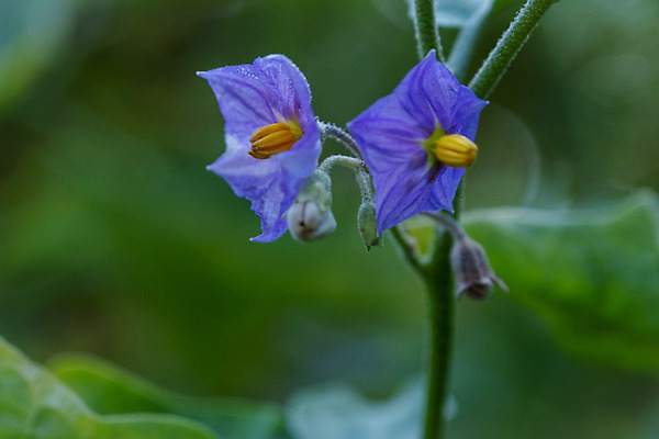 포토 JPG 해외이미지 식물 꽃잎 꽃 행복 아시아 음식 백그라운드 컨셉 잎 밭 농업 채소 태국 자연 가지 휴식 아이디어 기술 건강 사람없음 초록색 노란색 환경 정원 보라색 성장 흰색 신선 개화 그룹 달콤 작음 큼 오브젝트 그림 유기농 질감 포도나무 내추럴 해외202004 해외포토 웰빙 감정 나라 산업 컬러 맛 크기 과일나무 생태계 파일형식 이미지허브