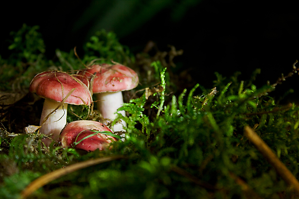 포토 JPG 해외이미지 식물 계절 음식 다이어트 채소 재료 자연 건강 3 이끼 요리 사람없음 목재 초록색 여름 갈색 식사 저녁식사 버섯 가을 흰색 신선 그룹 숲 먹기 오브젝트 유기농 날것 성분 내추럴 곰팡이 그물버섯 식용 채식주의자 캡모자 해외202004 해외포토 나무 모자_잡화 웰빙 컬러 모션 생태계 채식 파일형식 이미지허브