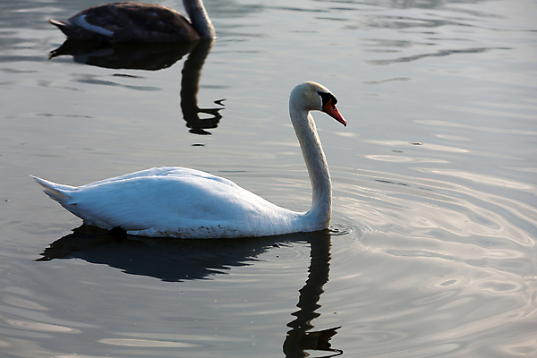 포토 JPG 해외이미지 주간 호수 두마리 사람없음 야외 백조 해외202004 해외포토 자연요소 2 조류 파일형식 이미지허브