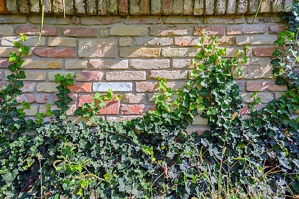 포토 JPG 해외이미지 식물 벽 백그라운드 잎 패턴 자연 벽돌 사람없음 초록색 여름 정원 흰색 버리기 묘사 질감 아이비 상록수 내추럴 그런지 해외202004 해외포토 계절 컬러 무늬 모션 생태계 파일형식 이미지허브