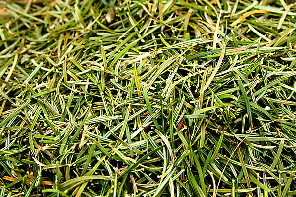 포토 JPG 해외이미지 나무 식물 디자인 계절 실루엣 백그라운드 컨셉 잎 크리스마스 겨울 패턴 부분 자연 추상 바닥 건조 사람없음 야외 장식 초록색 크리스마스트리 정원 카펫 가을 소나무 그룹 숲 12월 묘사 질감 날카로움 침엽수 층 전나무 흙더미 가문비나무 많음 해외202004 해외포토 기념일 컬러 무늬 촬영기법 흙 날짜 생태계 파일형식 더미 이미지허브