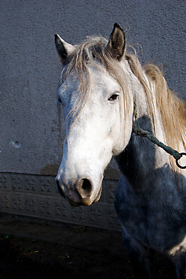 포토 JPG 해외이미지 동물 포유류 자연 서기 사람없음 야외 농장 갈색 머리 목장 흰색 시골 만 승마 갈기 기르기 해외202004 해외포토 스포츠 컬러 농업 모션 신체부위 생태계 돌봄 파일형식 이미지허브