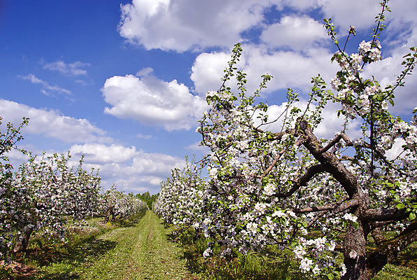 포토 JPG 해외이미지 나무 식물 계절 꽃 산업 선 여행 꽃무늬 밭 농업 하늘 날씨 미래 따뜻함 풍경 사람없음 야외 초록색 농장 걷기 정원 맑음 봄 달력 흰색 시골 개화 사과 해외202004 해외포토 컬러 컨셉 무늬 과일 모션 파일형식 이미지허브