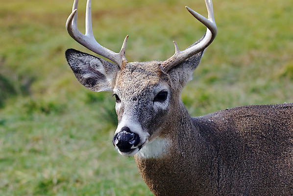포토 JPG 해외이미지 동물 남자 야생동물 포유류 자연 사슴 뿔 사람없음 달러 바퀴자국 해외202004 해외포토 돈 자국 사람 생태계 파일형식 이미지허브