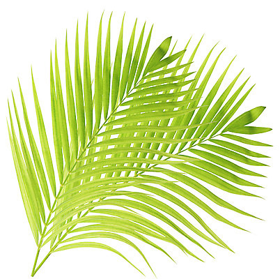 포토 JPG 해외이미지 나무 식물 백그라운드 잎 곡선 부분 자연 손바닥 사람없음 초록색 성장 흰색 나뭇가지 숲 오브젝트 코코넛 내추럴 고립 해외202004 해외포토 손 선 컬러 과일 생태계 파일형식 이미지허브