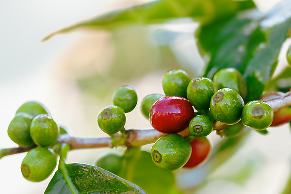 포토 JPG 해외이미지 나무 식물 열매 산업 아시아 커피 음료 음식 백그라운드 잎 농업 과일 태국 자연 아침 콩 사람없음 야외 빨간색 초록색 물 농작물 햇빛 농장 우주 정원 카페 젖음 수확 성장 나뭇가지 신선 맛 떨어짐 굽기 유기농 날것 생태학 수입 숙성 아라비카 카페인 해외202004 해외포토 주간 자연요소 웰빙 교육 나라 컬러 컨셉 곡류 태양 상점 구이 생태계 파일형식 이미지허브
