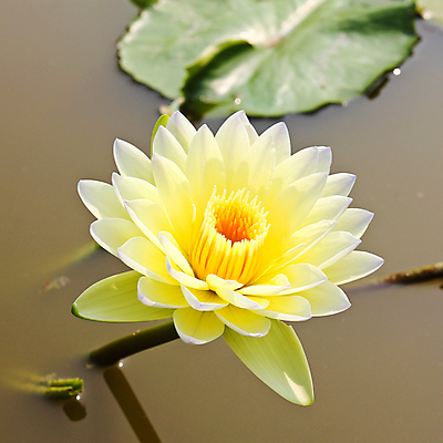포토 JPG 해외이미지 식물 꽃잎 꽃 호수 백그라운드 잎 꽃무늬 자연 표면 사람없음 초록색 물 노란색 정원 벚꽃 흰색 연못 개화 내추럴 해외202004 해외포토 자연요소 컬러 무늬 생태계 파일형식 이미지허브