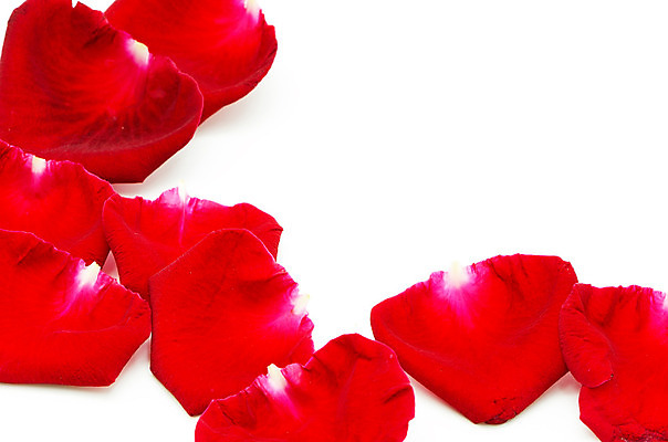 포토 JPG 해외이미지 식물 꽃잎 꽃 백그라운드 꽃무늬 자연 휴가 발렌타인데이 선물 사랑 사람없음 빨간색 초록색 장미 정원 벚꽃 흰색 축하 신선 오픈 신용카드 고립 해외202004 해외포토 감정 컬러 컨셉 무늬 데이이벤트 금융 생태계 파일형식 이미지허브