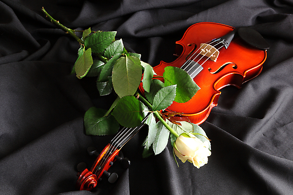 포토 JPG 해외이미지 사람없음 장미 검은색 우아함 천 바이올린 해외202004 해외포토 꽃 컬러 컨셉 현악기 직물 파일형식 이미지허브