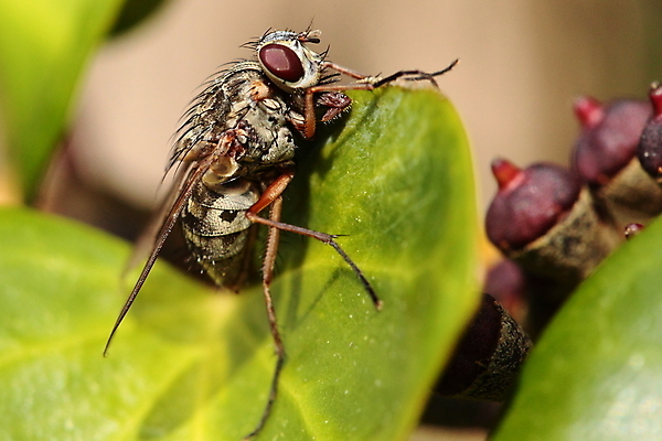 포토 JPG 해외이미지 동물 꽃 곤충 백그라운드 컨셉 잎 날개 자연 사람없음 야외 빨간색 초록색 여름 컬러풀 세계 노란색 정원 검은색 봄 젖음 흰색 닫기 해충 벌레 작음 큼 묘사 내추럴 고립 넘어짐 못생김 해외202004 해외포토 식물 계절 컬러 모션 크기 생태계 파일형식 이미지허브