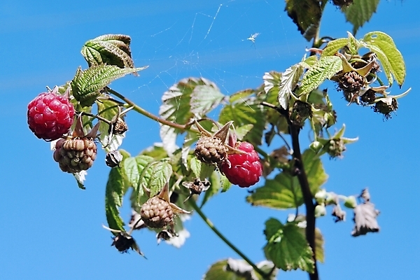 포토 JPG 해외이미지 열매 잎 과일 자연 하늘 날씨 사람없음 빨간색 초록색 여름 파란색 노란색 원형 그룹 맛 숲 수집 즐거움 산딸기 모기 생태학 해외202004 해외포토 도형 식물 계절 교육 감정 컬러 컨셉 해충 생태계 파일형식 이미지허브