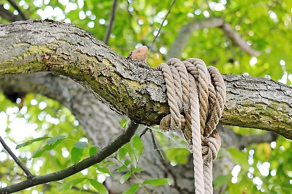 포토 JPG 해외이미지 나무 밧줄 줄 안전 사람없음 목재 갈색 힘 장비 나뭇가지 거친 코드 연결 매듭 내추럴 사방 옛날 해외202004 해외포토 식물 컬러 재료 파일형식 이미지허브
