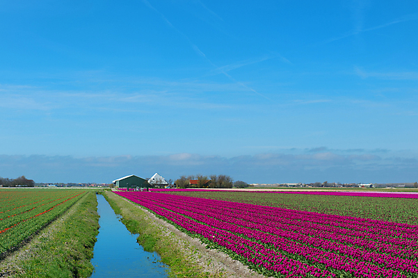 포토 JPG 해외이미지 꽃 농업 전구 자연 하늘 풍경 사람없음 물 파란색 컬러풀 보라색 봄 튤립 개화 네덜란드 배수구 해외202004 해외포토 자연요소 식물 계절 유럽 산업 컬러 생태계 파일형식 이미지허브