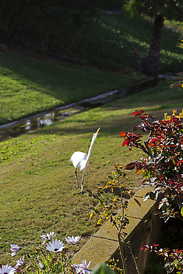 포토 JPG 해외이미지 동물 꽃 날개 자연 조류 잔디 사람없음 야외 파란색 환경 수영 회색 자유 흰색 하트 황무지 우아함 큼 왜가리 깃털 부리 부드러움 목 천국 서식지 단아함 동물상 무료 해외202004 해외포토 모양 식물 컬러 컨셉 신체부위 조형물 수상스포츠 감각 크기 생태계 파일형식 이미지허브