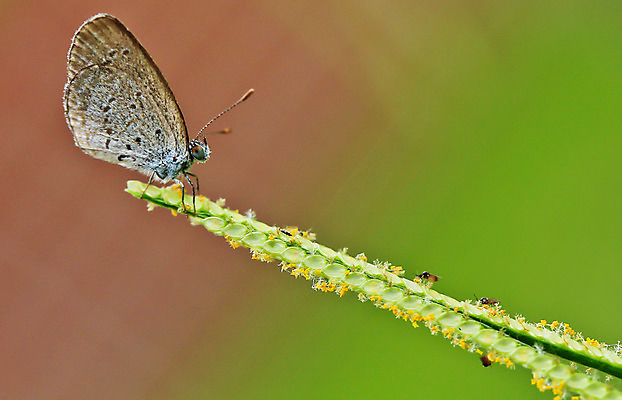 포토 JPG 해외이미지 꽃 유럽 야생동물 분홍색 나비 곤충 백그라운드 꽃무늬 신체 날개 태국 자연 날리기 추상 안테나 앉기 풍경 사람없음 야외 초록색 여름 빛 컬러풀 햇빛 머리 환경 맑음 봄 활발 생물학 꽃가루 꿀 취급주의 해외202004 해외포토 식물 동물 계절 교육 나라 아시아 컬러 컨셉 무늬 통신 모션 날씨 경고 신체부위 태양 가루 생태계 파일형식 이미지허브