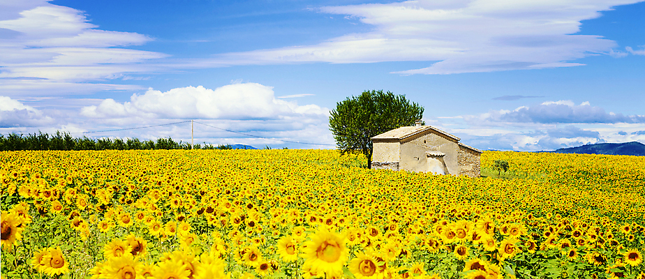 포토 JPG 해외이미지 모양 나무 꽃 도로 백그라운드 밭 농업 하늘 날씨 추상 풍경 사람없음 야외 초록색 농작물 농장 노란색 평화 맑음 프랑스 시골 신선 땅 밀 보리 남쪽 밭일 파스텔톤 평야 프로방스 해외202004 해외포토 식물 유럽 산업 길 컬러 컨셉 무늬 교통시설 자연 곡류 방향 파일형식 이미지허브