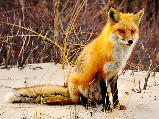 포토 JPG 해외이미지 동물 응시 공원 야생동물 모래 섬 포유류 자연 털 성인 사람없음 야외 빨간색 머리 흰색 닫기 보호 숲 꼬리 귀 여우 슛 육식동물 솜털 해외202004 해외포토 시선 공공시설 컬러 컨셉 모션 사람 신체부위 생태계 파일형식 이미지허브