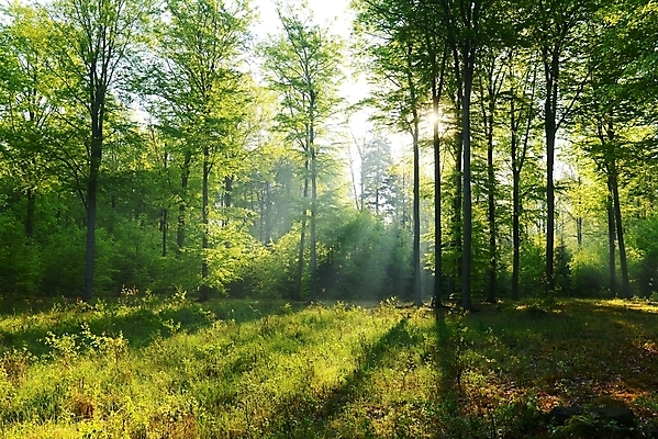 포토 JPG 해외이미지 나무 계절 도로 길 야생동물 백그라운드 잎 자연 아침 불꽃 요정 따뜻함 풍경 사람없음 야외 초록색 빛 햇빛 태양 노란색 일출 환경 일몰 안개 광선 가을 시골 센터 숲 마법 천국 폴란드 구성 환상 해외202004 해외포토 주간 자연요소 식물 동물 유럽 컬러 컨셉 교통시설 불 날씨 노을 생태계 파일형식 이미지허브
