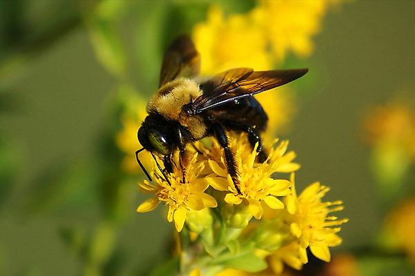 포토 JPG 해외이미지 식물 동물 꽃잎 꽃 곤충 꽃무늬 날개 자연 사람없음 야외 여름 노란색 정원 줄무늬 활발 벚꽃 신선 작음 수분 벌 꽃가루 꿀 해외202004 해외포토 계절 컬러 컨셉 무늬 크기 가루 생태계 파일형식 이미지허브