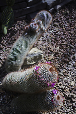 포토 JPG 해외이미지 식물 꽃 화분 화초 자연 날씨 선인장 건조 사람없음 장식 초록색 컬러풀 고통 사막 성장 바위 신선 가시 변화 위험 작음 허브 화단 가뭄 스파이크 모종 열대기후 해외202004 해외포토 감정 컬러 컨셉 돌_바위 크기 생태계 파일형식 이미지허브