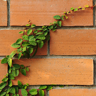 포토 JPG 해외이미지 나무 식물 디자인 외관 벽 백그라운드 잎 패턴 건축양식 자연 표면 추상 벽돌 주택 사람없음 건물 빨간색 초록색 갈색 정원 블록 성장 바위 대학교 질감 시멘트 아이비 내추럴 그런지 옛날 해외202004 해외포토 건축물 건축 컬러 무늬 학교 돌_바위 생태계 파일형식 이미지허브