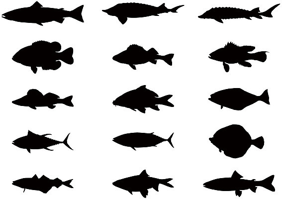 포토 JPG 해외이미지 동물 아이콘 실루엣 야생동물 바다 일러스트 자연 낚시 어류 사람없음 수중 수집 참치 해산물 연어 송어 해외202004 해외포토 레저 촬영기법 수중동물 생태계 파일형식 이미지허브