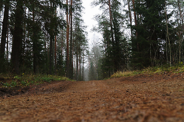 포토 JPG 해외이미지 도로 여행 자연 사람없음 초록색 안개 가을 소나무 숲 러시아 해외202004 해외포토 나무 계절 유럽 길 컬러 교통시설 날씨 생태계 파일형식 이미지허브
