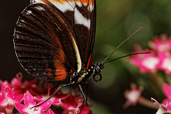 포토 JPG 해외이미지 동물 디자인 꽃 야생동물 분홍색 나비 곤충 백그라운드 일러스트 자연 벽지 안테나 미술 사람없음 장식 컬러풀 갈색 유행 우주 환경 봄 우아함 벌레 작음 내추럴 스타일 해외202004 해외포토 식물 계절 컬러 컨셉 통신 문화예술 크기 생태계 파일형식 이미지허브