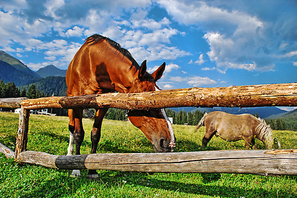 포토 JPG 해외이미지 동물 실루엣 어린이 백그라운드 밭 오렌지 일러스트 가족 자연 아침 미술 서기 풍경 성인 사람없음 야외 빨간색 초록색 여름 빛 햇빛 태양 농장 갈색 일출 검은색 일몰 이탈리아 새벽 활발 방목 땅 속도 강렬 해외202004 해외포토 주간 자연요소 계절 유럽 컬러 컨셉 농업 과일 관계 모션 문화예술 촬영기법 사람 노을 축산업 생태계 파일형식 이미지허브