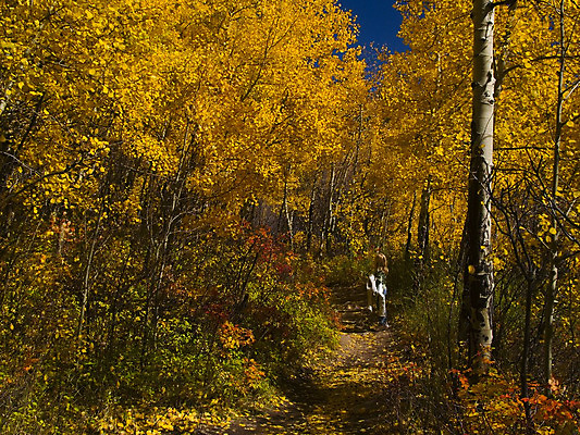 포토 JPG 해외이미지 나무 길 어린이 잎 자국 자연 한명 사람 목재 청춘 노란색 걷기 산책 하이킹 가을 황무지 황금 숲 9월 명상 자작나무 10월 내추럴 해외202004 해외포토 식물 1 계절 컬러 컨셉 재료 모션 레저 휴식 날짜 생태계 파일형식 이미지허브