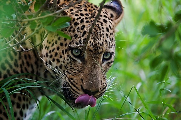 포토 JPG 해외이미지 나무 동물 응시 공원 얼굴 야생동물 스포츠 여행 포유류 아프리카 자연 수염 국립공원 사람없음 여행객 환경 고양이 나뭇가지 관찰 점 기다림 큼 검색 육식동물 표범 랜드마크 사바나 탄자니아 평야 해외202004 해외포토 멸종위기종 식물 시선 공공시설 나라 모션 사람 신체부위 반려동물 크기 생태계 파일형식 이미지허브