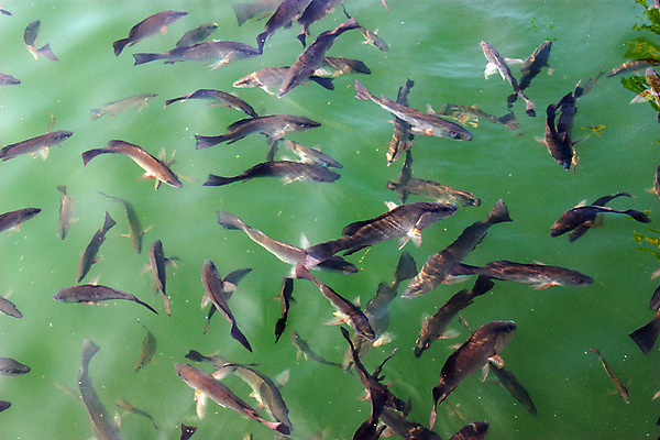 포토 JPG 해외이미지 계절 호수 야생동물 음식 바다 여행 백그라운드 모션 자연 낚시 휴가 건강 어류 사람없음 물 파란색 빛 강 환경 수중 수영 저녁식사 다이빙 꼬리 지느러미 깊이 동물상 이국적 해외202004 해외포토 자연요소 동물 컬러 레저 조형물 식사 수중동물 수상스포츠 생태계 수중스포츠 파일형식 이미지허브