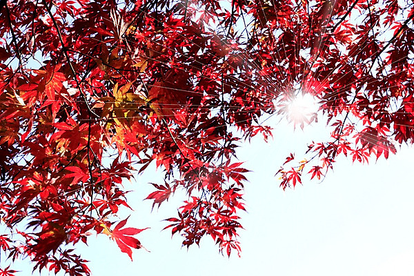 포토 JPG 해외이미지 나무 잎 겨울 아침 풍경 사람없음 목재 빨간색 물 빛 강 햇빛 태양 추위 광선 가을 흰색 숲 신비 파열 해외202004 해외포토 주간 자연요소 식물 계절 컬러 컨셉 재료 파일형식 이미지허브