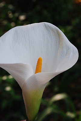 포토 JPG 해외이미지 식물 1 공원 기념일 꽃잎 꽃 줄기 백그라운드 꽃무늬 곡선 결혼식 선물 사람없음 초록색 빛 노란색 정원 벚꽃 흰색 우아함 백합 만족 원예 열정 내추럴 고립 취급주의 칼라꽃 해외202004 해외포토 공공시설 감정 선 컬러 결혼 컨셉 무늬 경고 이벤트 취미 파일형식 이미지허브