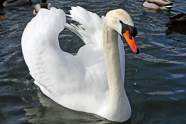 포토 JPG 해외이미지 주간 한마리 호수 사람없음 야외 백조 해외202004 해외포토 자연요소 1 조류 파일형식 이미지허브