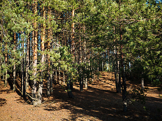포토 JPG 해외이미지 나무 식물 계절 공원 백그라운드 잎 크리스마스 겨울 패턴 자연 추상 그림자 풍경 사람없음 야외 목재 장식 초록색 여름 빛 햇빛 태양 일출 봄 광선 흰색 나뭇가지 소나무 숲 질감 상록수 침엽수 전나무 대각선 내추럴 가문비나무 해외202004 해외포토 자연요소 공공시설 기념일 선 컬러 무늬 재료 노을 생태계 파일형식 이미지허브
