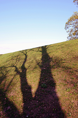 포토 JPG 해외이미지 나무 백그라운드 자연 하늘 그림자 사람없음 빛 우주 봄 언덕 해외202004 해외포토 식물 계절 생태계 파일형식 이미지허브